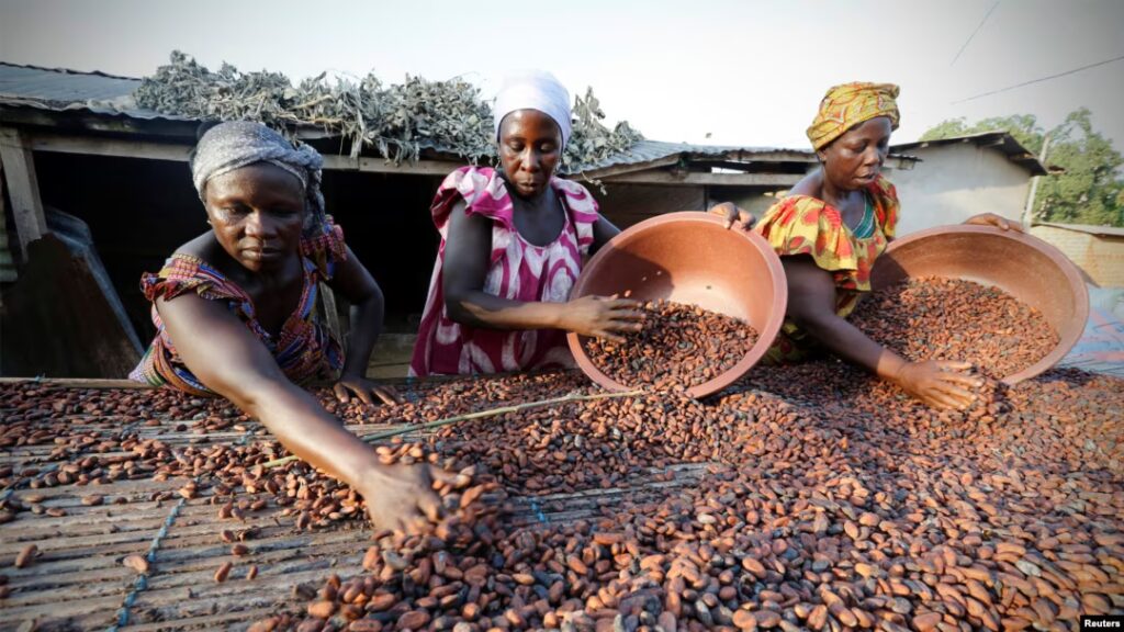 Le cacao ivoirien : entre tradition et durabilité