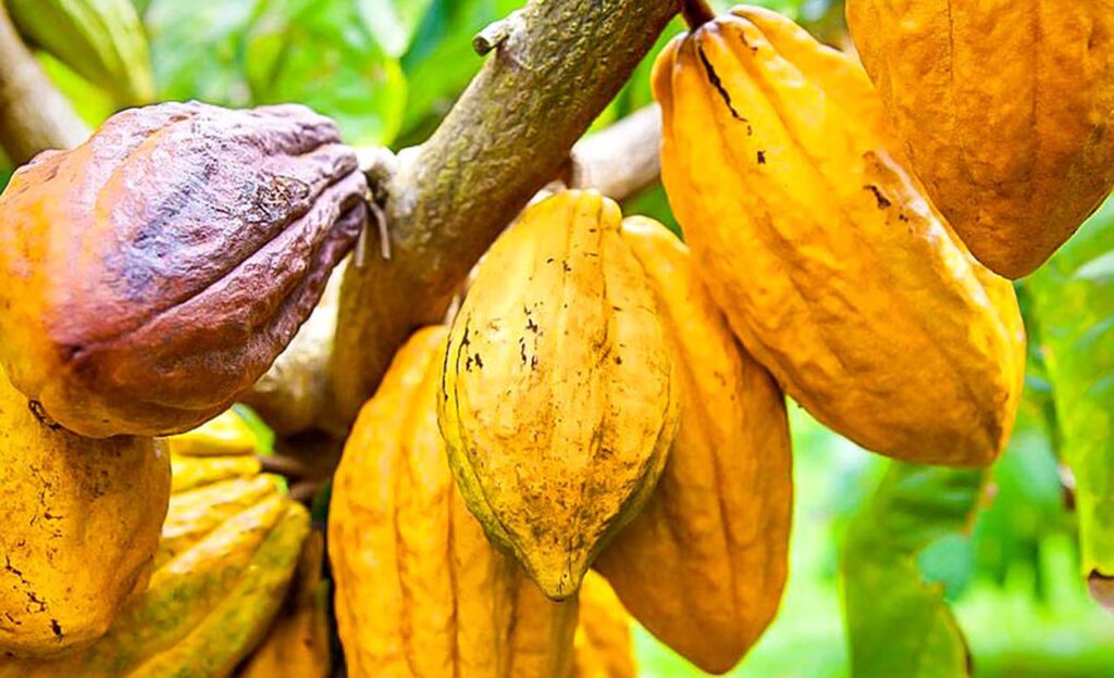 Femmes et cacao : l’inclusion au cœur du développement rural