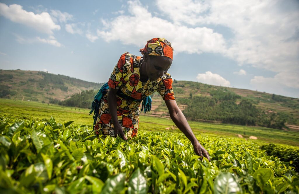 L’importance de l’innovation technologique dans l’agriculture africaine